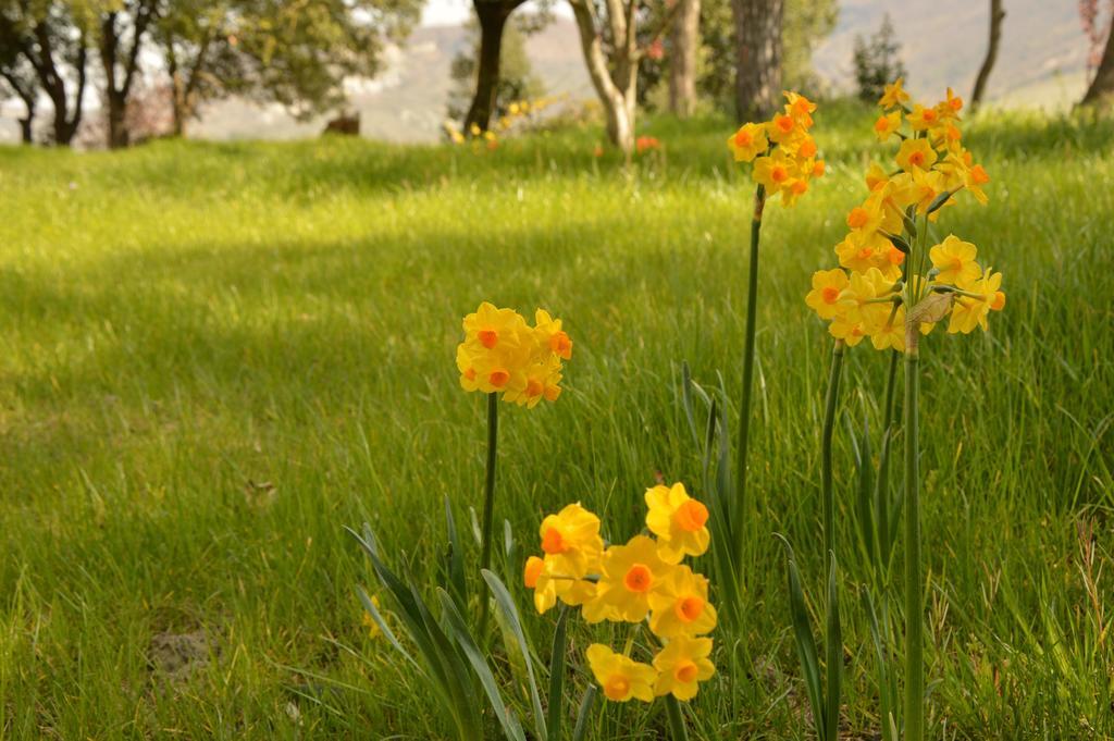 Agriturismo Riparossa Allerona Zewnętrze zdjęcie